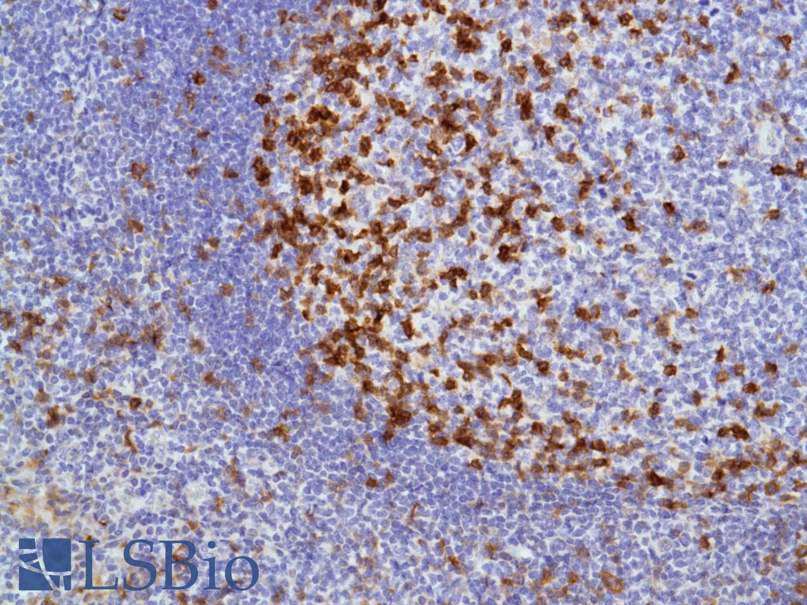 ICOS / CD278 Antibody (C-Terminus, clone SP98)