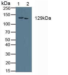 COL1A2 / Collagen I Alpha 2 Antibody (aa1103-1366)