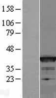 BCL2L14 / BCL-G Protein (Over-Expression Lysate Myc-DDK (Flag))