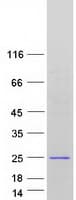Human SAPCD1 / C6orf26 Protein (Recombinant Myc-DDK (Flag))