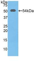 Polyclonal Rabbit anti-Mouse SLC3A2 / CD98 Heavy Chain Antibody (aa285-522, WB)