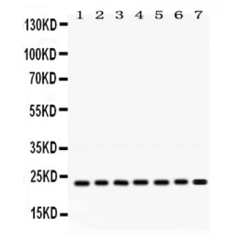 RALB Antibody (aa166-203)
