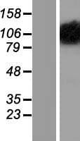 OPA1 Protein (Over-Expression Lysate Myc-DDK (Flag))