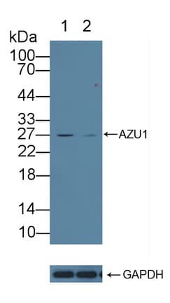AZU1 / Azurocidin Antibody (aa23-247)