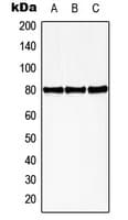HBP1 Antibody (phospho-Ser402)