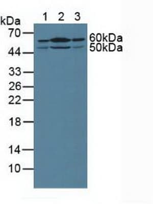 SHH / Sonic Hedgehog Antibody (aa36-193)