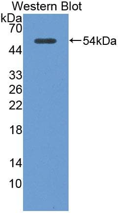 RGS1 Antibody (aa1-209)