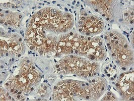 Monoclonal Mouse anti-Human PNPO Antibody (clone OTI1H9, IHC, WB)