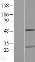 TNFSF10 / TRAIL Protein (Over-Expression Lysate Myc-DDK (Flag))