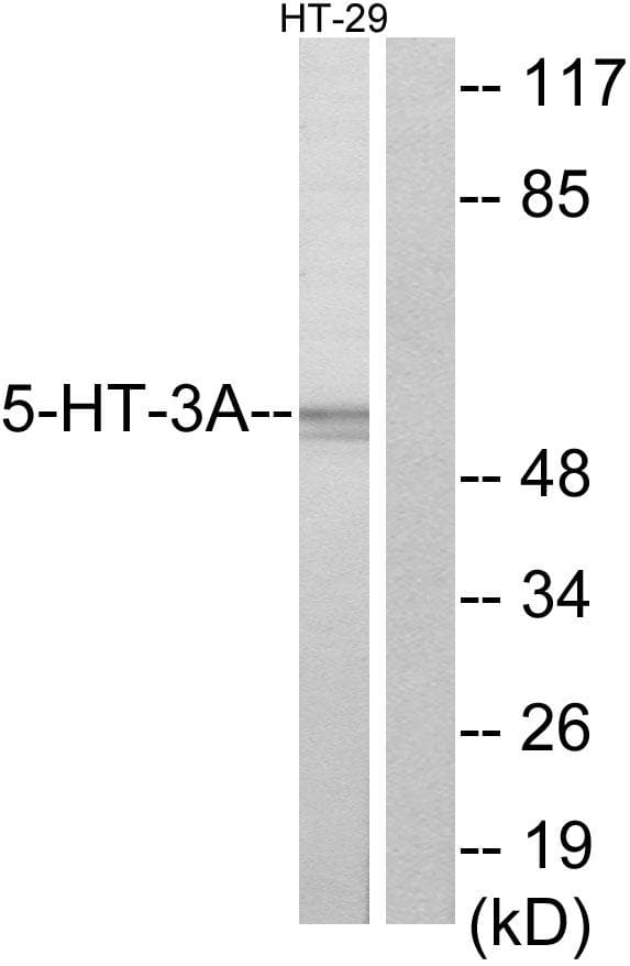 HTR3A / 5-HT3A Receptor Antibody