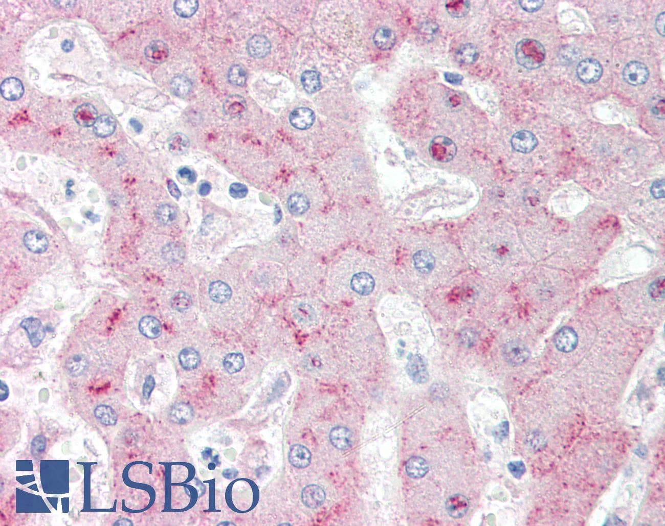 IHC-plus™ LRP1 / CD91 Antibody (clone A2Mralpha-2, Azide-free)
