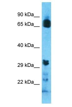 OR8U9 Antibody (aa255-304)
