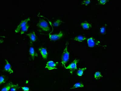 GPR17 Antibody