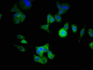ATG16L1 / ATG16L Antibody (aa1-607)