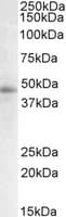 IHC-plus™ STAP2 Antibody (aa437-449)