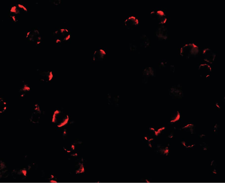 IHC-plus™ TRIM24 / TIF1 Antibody