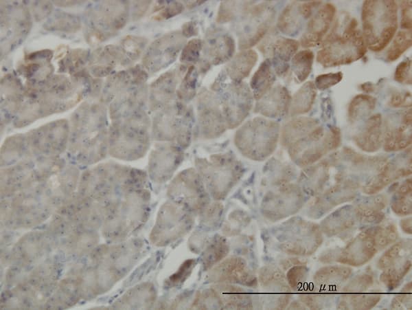 STK26 / MST4 Antibody (clone 3G5)
