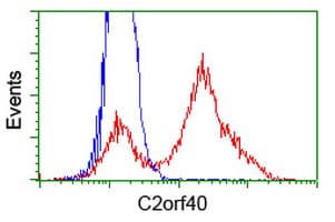 Monoclonal Mouse anti-Human C2orf40 / ECRG4 Antibody (clone OTI1F6, WB)