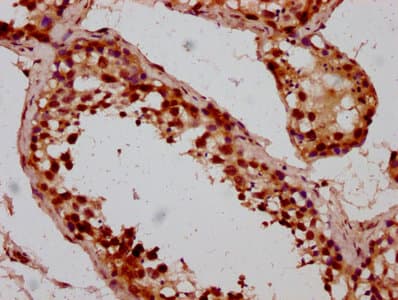 BOLA2 Antibody