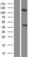 Human LIPF / GL / Gastric Lipase Protein (Over-Expression Lysate Myc-DDK (Flag))