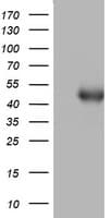 SPATA2L Antibody (aa179-424, clone OTI2D8)