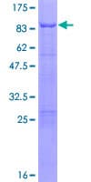 Human MAPK8IP2 / JIP2 Protein (Recombinant GST)