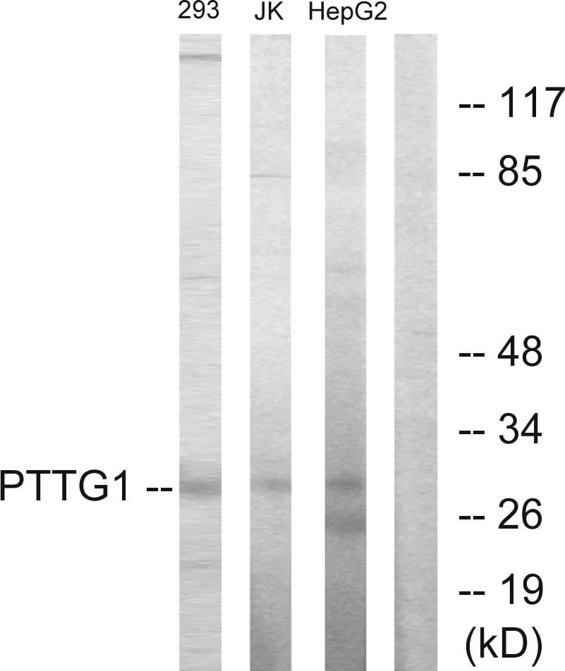 Securin / PTTG1 Antibody (aa111-160)