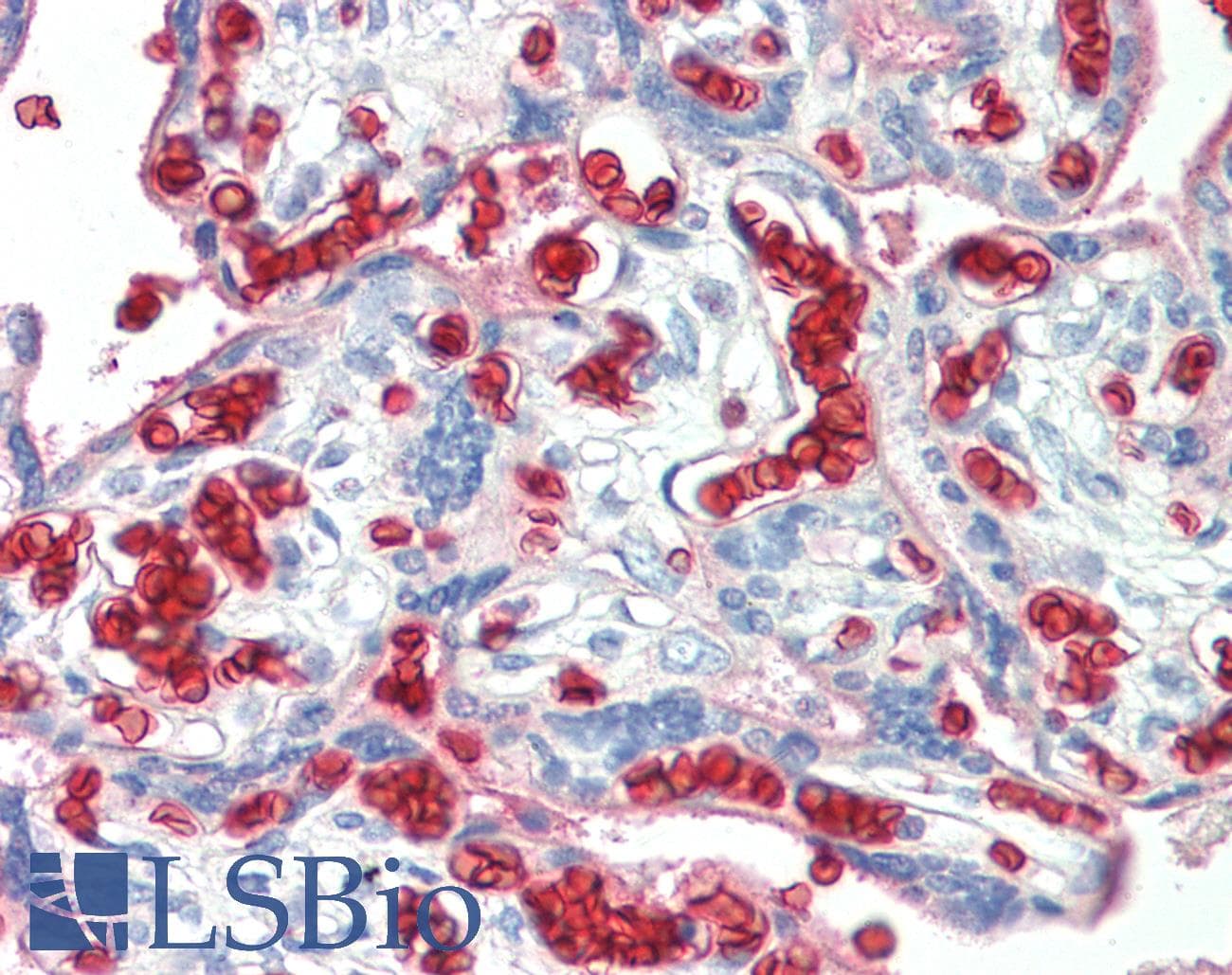 IHC-plus™ Erythrocytes Antibody