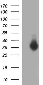 FNDC8 Antibody (clone OTI1F4, Carrier-free)