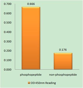 Polyclonal Rabbit anti-Human TERT / Telomerase Antibody (phospho-Ser227, IF)