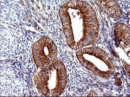 SCAMP2 Antibody (clone OTI3C2)
