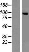 SECISBP2 / SBP2 Protein (Over-Expression Lysate Myc-DDK (Flag))