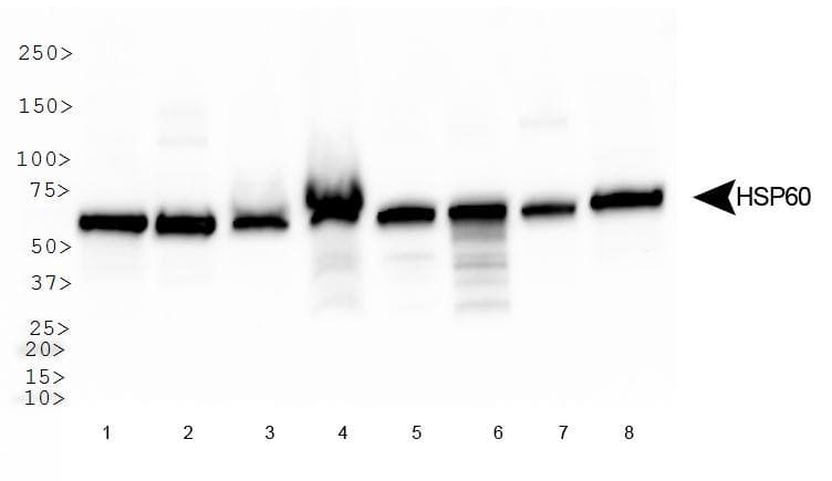 HSPD1 / HSP60 Antibody