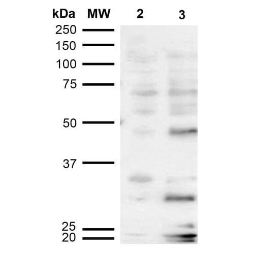 Dibromo-tyrosine Antibody (clone 6G3, APC)