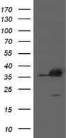 IHC-plus™ APEX1 / APE1 Antibody (clone 6E10)