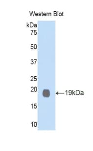 GDF1 Antibody (aa230-357)