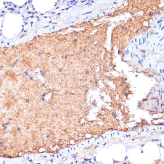 APOA1 / Apolipoprotein A 1 Antibody