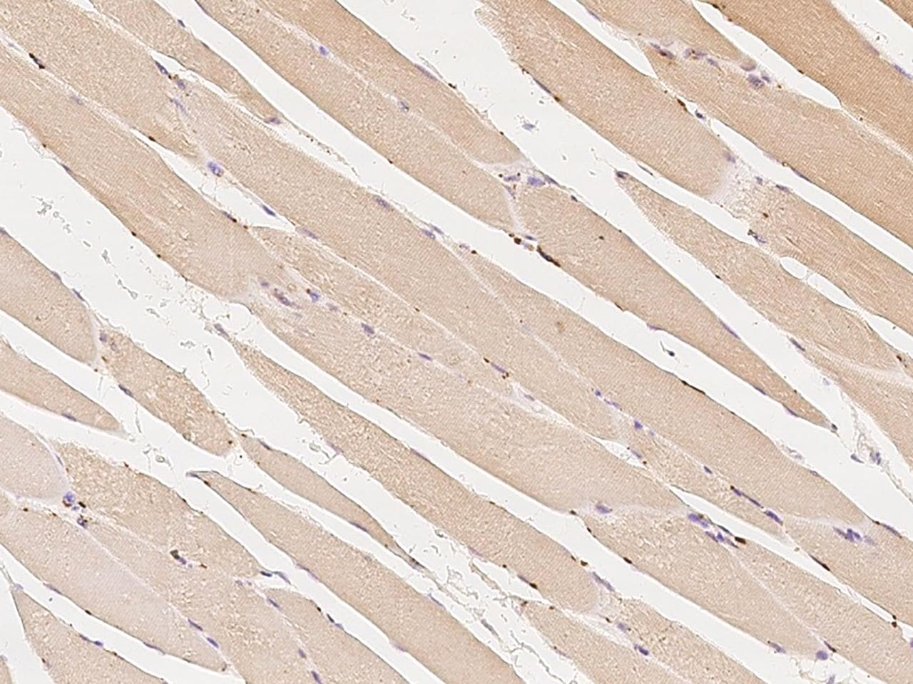 RAF1 / RAF Antibody