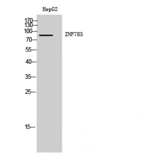ZNF785 Antibody (60-140 aa, Internal)