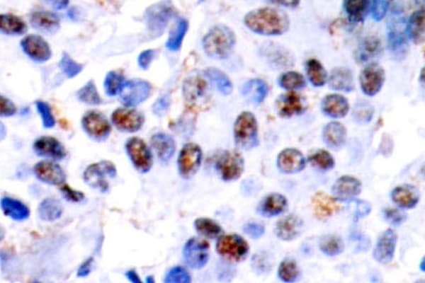 JUN / c-Jun Antibody (Asn85)