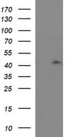 RASSF8 Antibody (clone OTI1F5)