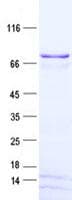 Human SPATS2L Protein (Recombinant His, N-Terminal)