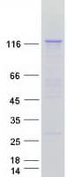 Human PLCL2 Protein (Recombinant Myc-DDK (Flag))