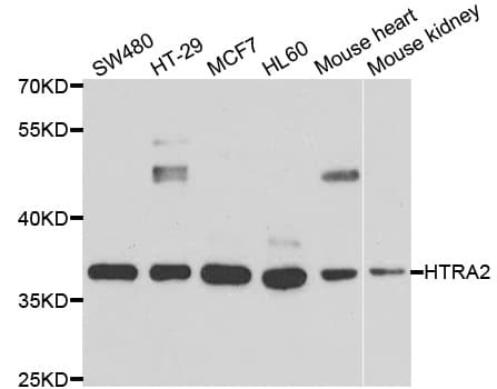 HTRA2 / OMI Antibody