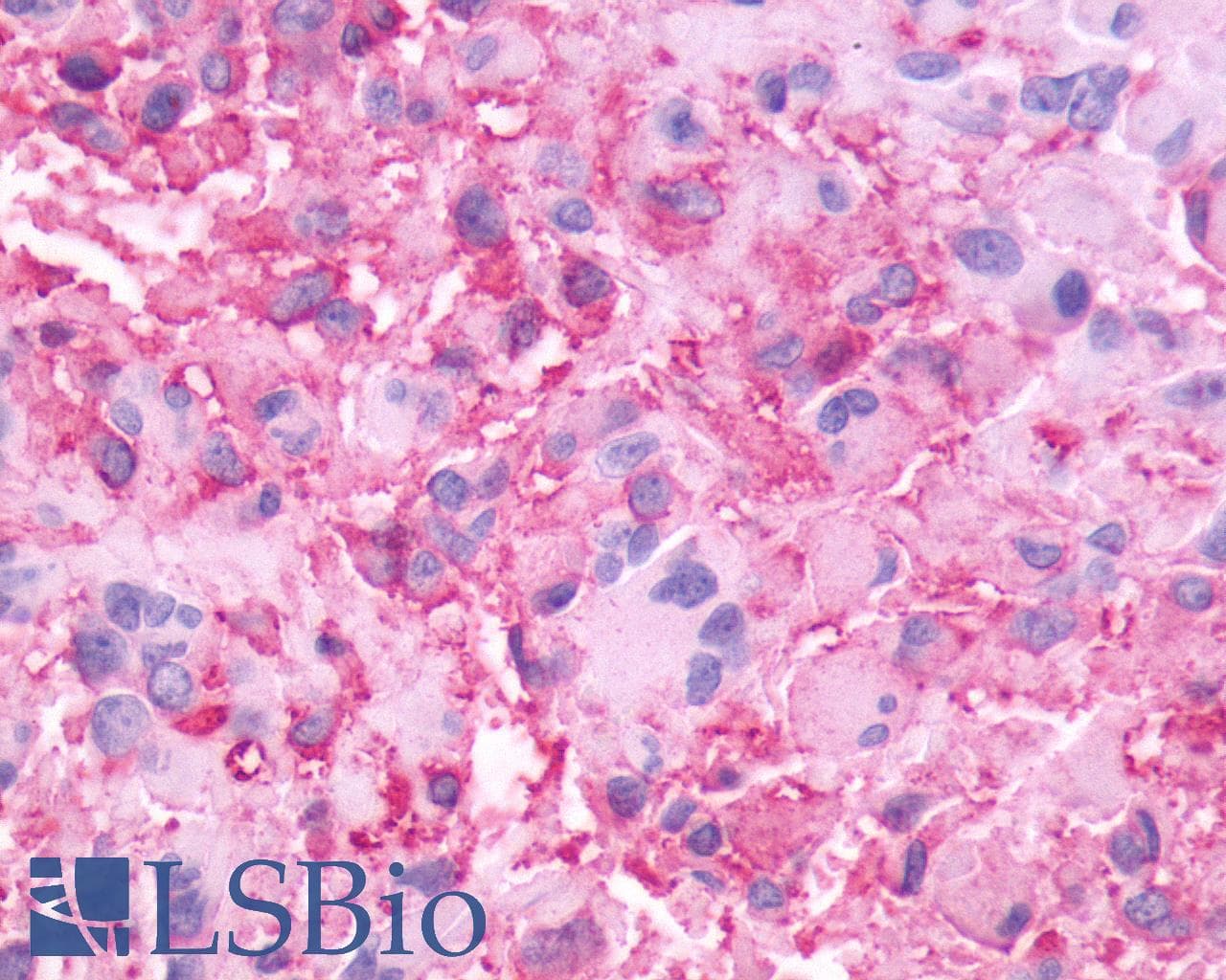 PathPlus™ NMBR Antibody (C-Terminus)