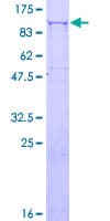 Human PLOD3 Protein (Recombinant GST)