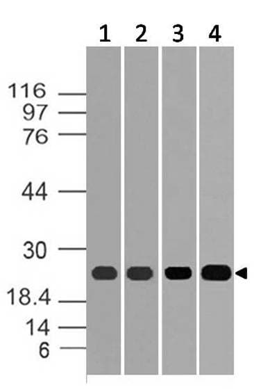 HNLF / TMED4 Antibody