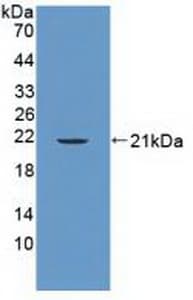 FAP-1 / PTPN13 Antibody