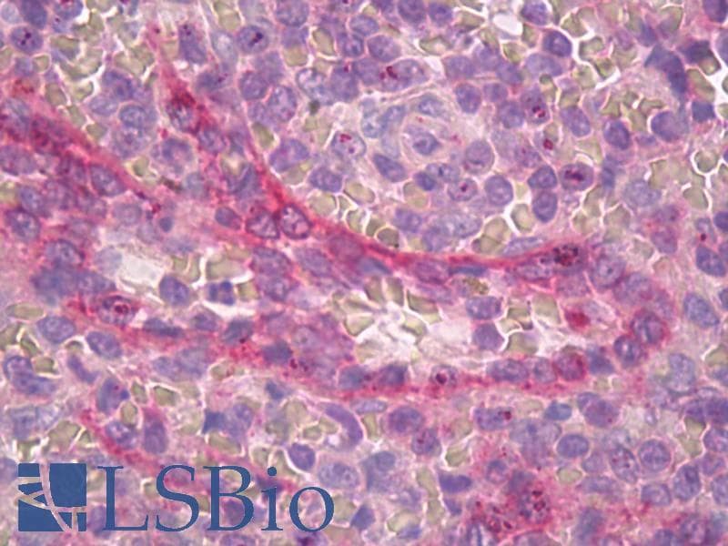 APLNR/ Apelin Receptor / APJ Antibody (C-Terminus)