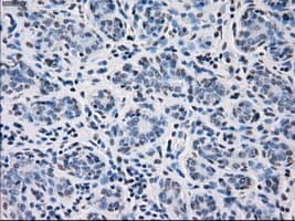 Monoclonal Mouse anti-Human CD32A Antibody (clone OTI16E7, IHC, IF, WB)
